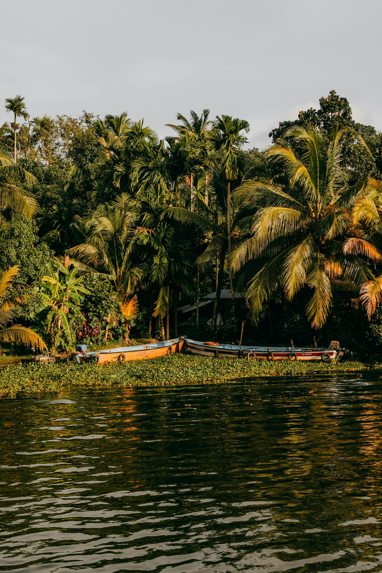 Kerala backwaters with palm trees and calm water